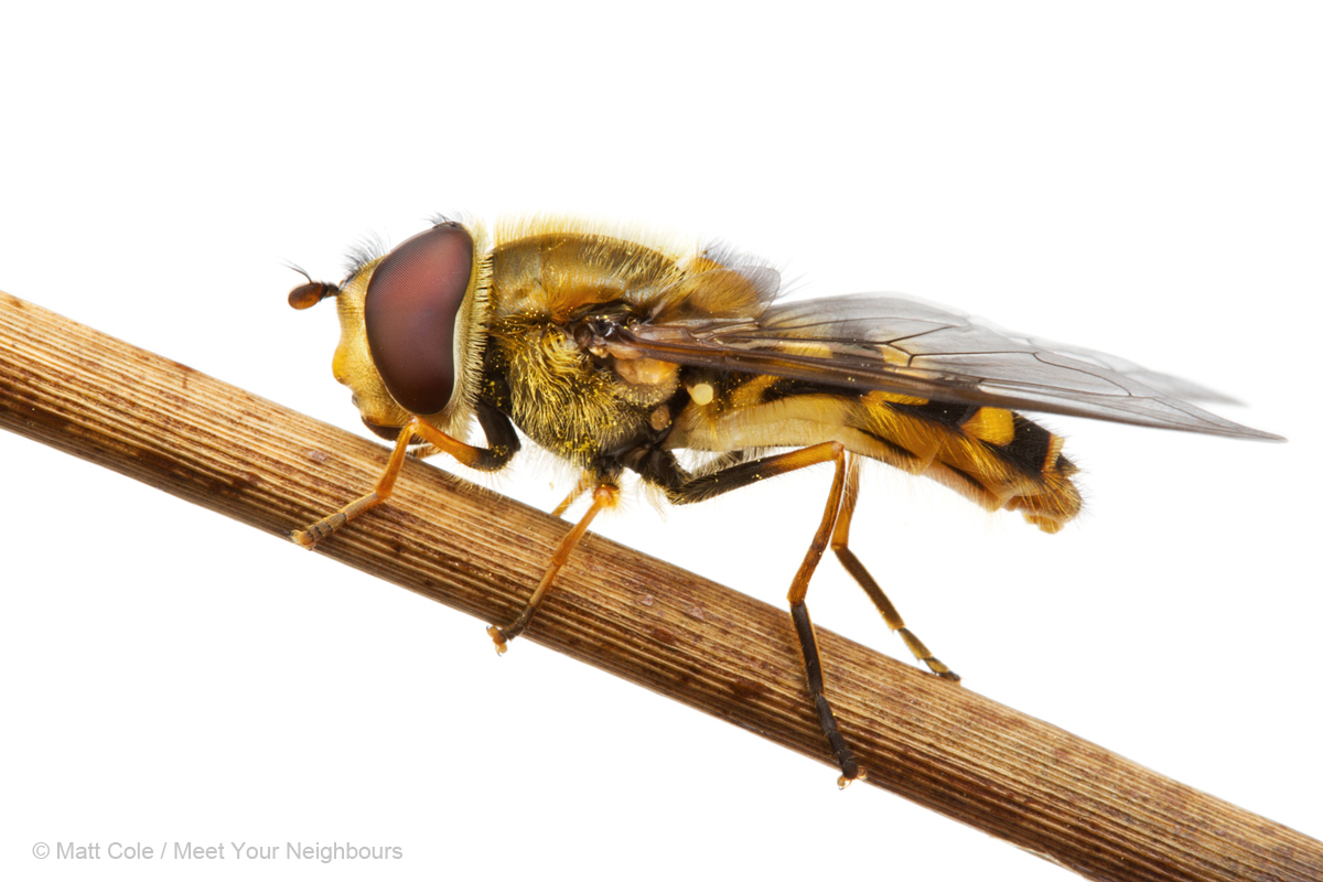 MYN Syrphus hoverfly